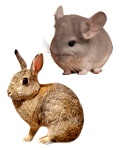 Karmbed - dla królików i szynszyli