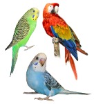 Karmbed - dla papug